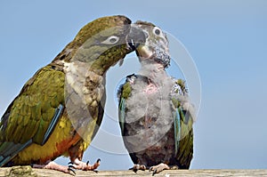 Two Burrowing Parrots