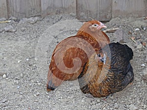 two bush chicken laying hens