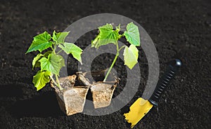 two bush of cucumber and tool on black soil. Gardening or planting concept. Work in a spring garden.