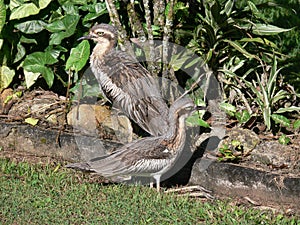 Bush Stone-Curlew in Millaa Millaa in Queensland, Australia photo