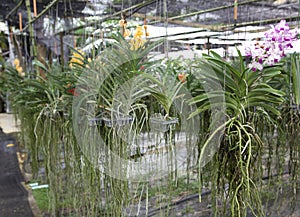 Two bush varieties of orchids DENDROBIUM and Cycnoches hanging in the greenhouse. Beautiful flowers, long roots of the