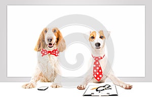 Two business dogs