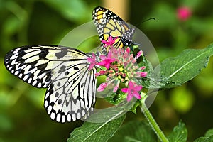 Two Butterflies photo