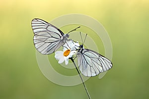 Two butterflies Aporia crataegi sits on a summer morning on a daisy flower