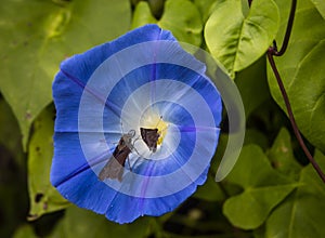 Two butterflies attracted to the bright center of a beautiful  blue flower