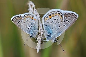 Two butterflies - Common Blue (Polyommatus icarus)