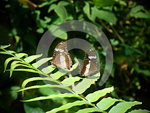 Two Butterflies on Fern leaf