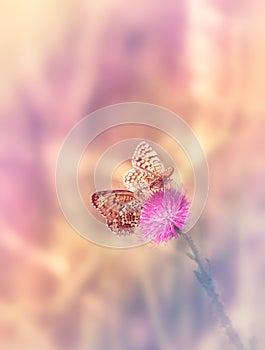 Two butterflies on the flower