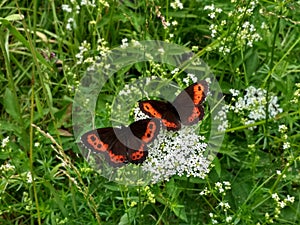 Two butterflies on the flower in Slovakia mountains