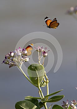 Two Butterflies and Flowers