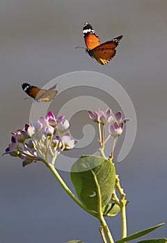 Two Butterflies and Flowers