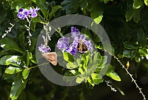 Two Butterflies on flowers in Sydney