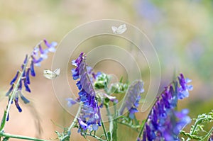 two butterflies fly on wild pea flowers in nature in a meadow, close-up