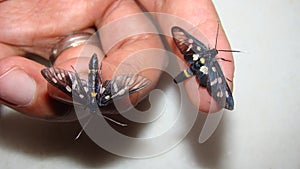 Two butterflies on the hand. Butterfly sits on a man hand. Blue, fragile butterfly wings on man fingers create harmony of nature,