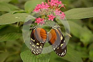 Two butterflies having sex on pink flowers