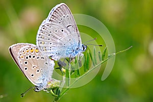 Two butterflies photo