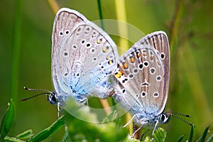 Two butterflies photo
