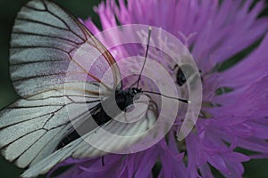 two butterflies mating on a pink flower