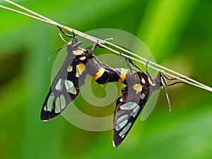 The two butterflies are mating on the plant