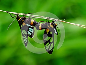 The two butterflies are mating on the plant