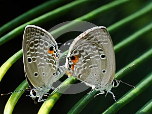 The two butterflies are mating on the plant