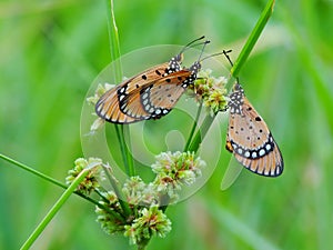 The two butterflies are mating on the plant