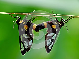 The two butterflies are mating on the plant