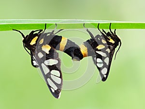 The two butterflies are mating on the plant