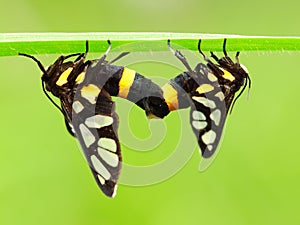 The two butterflies are mating on the plant