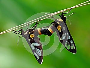 The two butterflies are mating on the plant