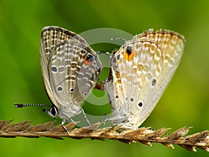 The two butterflies are mating on the plant
