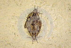 Two butterflies or moths mate on concrete wall background.