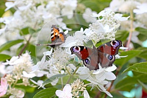 Two butterflies Nymphalidae - Aglais urticae, Aglais io, on white flowers