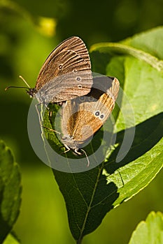 Two Butterflies Oeneis Jutta On Leaf In Sunny Day In Summer