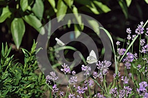 two butterflies over lavender flowers