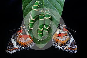 Two butterflies perched on guava leaves eaten by caterpillars.