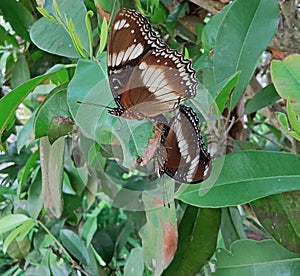 Two butterflies perched on the leaves looked so beautiful photo