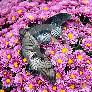 Two butterflies on pink chrysantemums