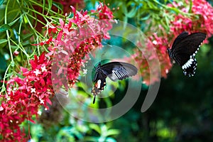 Two butterflies with red flowers