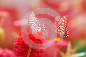 Two butterflies in red flowers