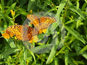 Two Butterflies Share Same Bloom in Detail