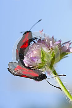 Two butterflies sit on a flower