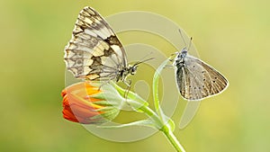 Two butterflies are sitting on a flower