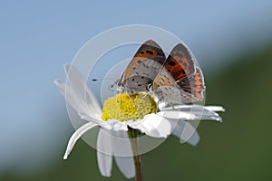 Two butterflies sitting on a flower. Shot taken near Salo Finland during summer time