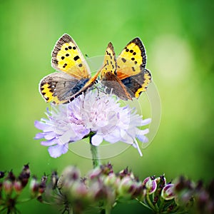 Two butterflies sitting on a little flower