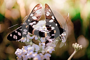 Two butterflies sitting on a white flower in the process of mating