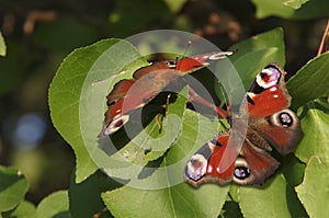 Dos mariposas 