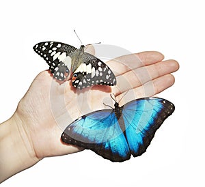 Two butterflies, yellow and blue, on girl`s hand isolated on white background