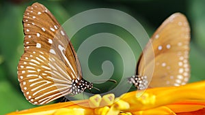 two butterflies facing each other like in a mirror on a yellow flower, macro photography of this elegant and delicate lepidoptera  photo