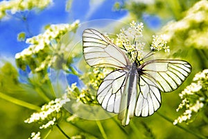 Two butterfly.